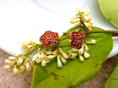 清凉夏季新款 韩版时尚合金电镀海星耳钉 五角星潮流女耳钉