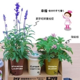 香草类有机植物栽培（驱蚊草+薰衣草+牛奶草）